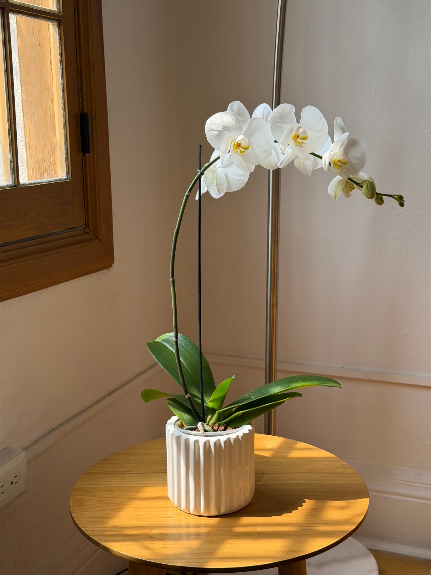 Orquídea