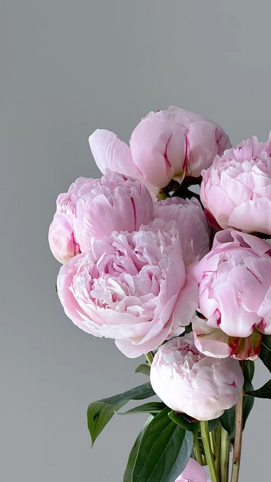 Peonías
